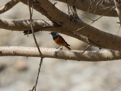 Phoenicurus ochruros rufiventris