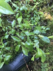 Salix myrtillifolia