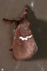 Monoleuca semifascia