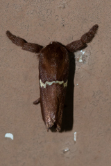 Monoleuca semifascia
