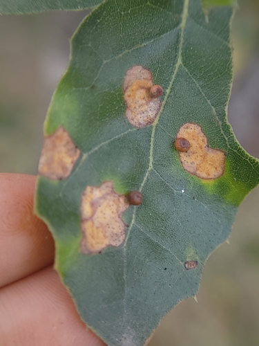 Pumpkin Gall Wasp photo 3
