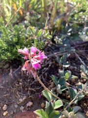 Indigofera mauritanica
