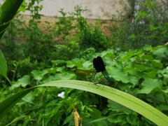 Calopteryx xanthostoma
