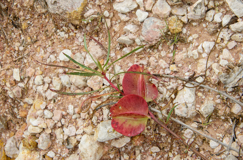 Oenothera macrocarpa iNat (3)
