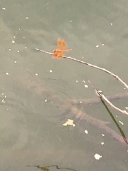 Brachythemis contaminata