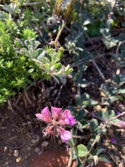Indigofera mauritanica
