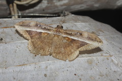 Hemeroblemma opigena