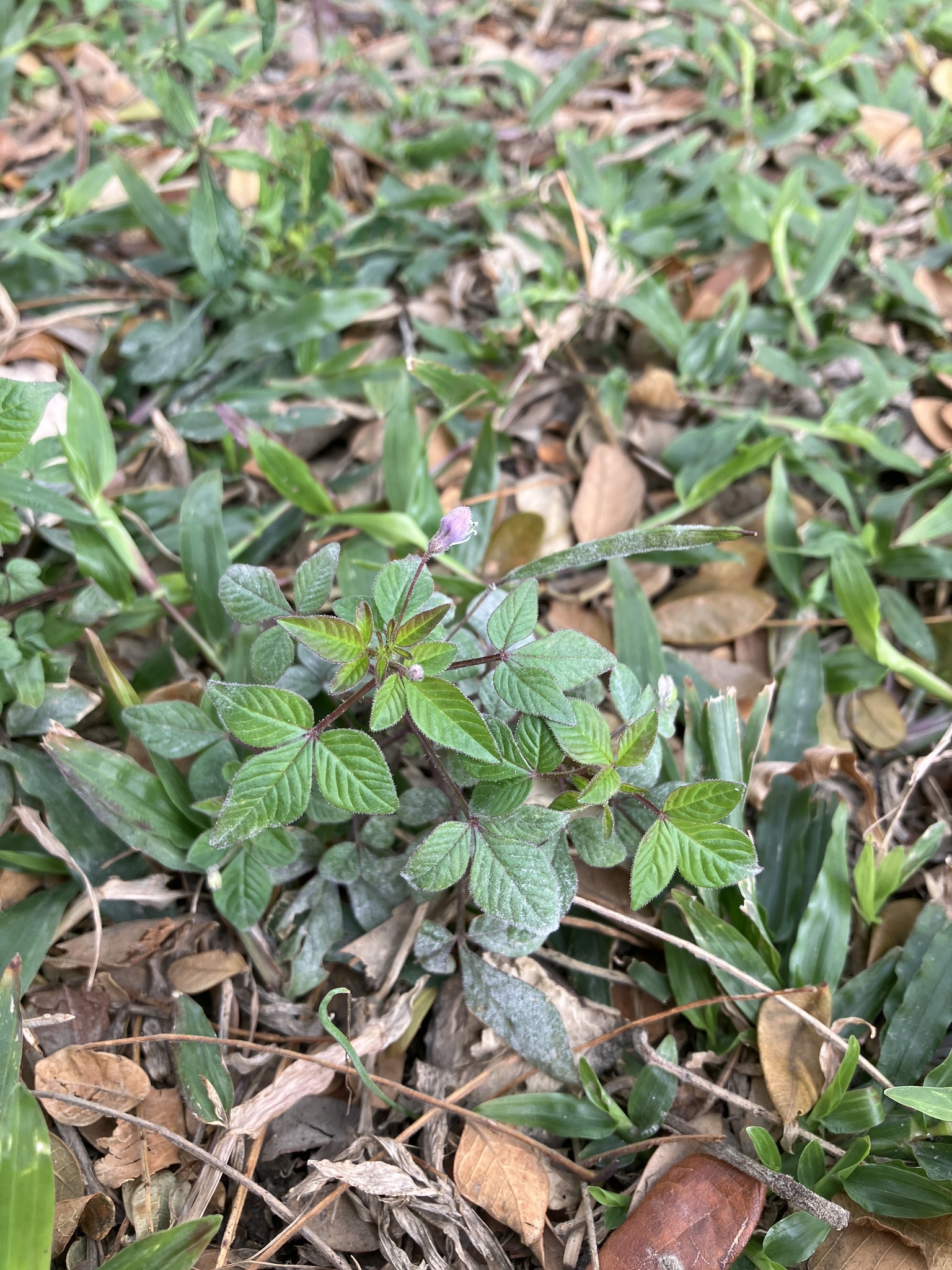 Imagem de Flor de Aranha
