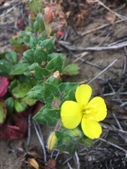 Camissoniopsis cheiranthifolia cheiranthifolia