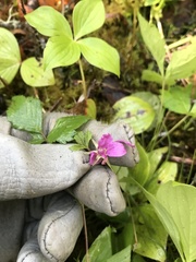Rubus arcticus acaulis