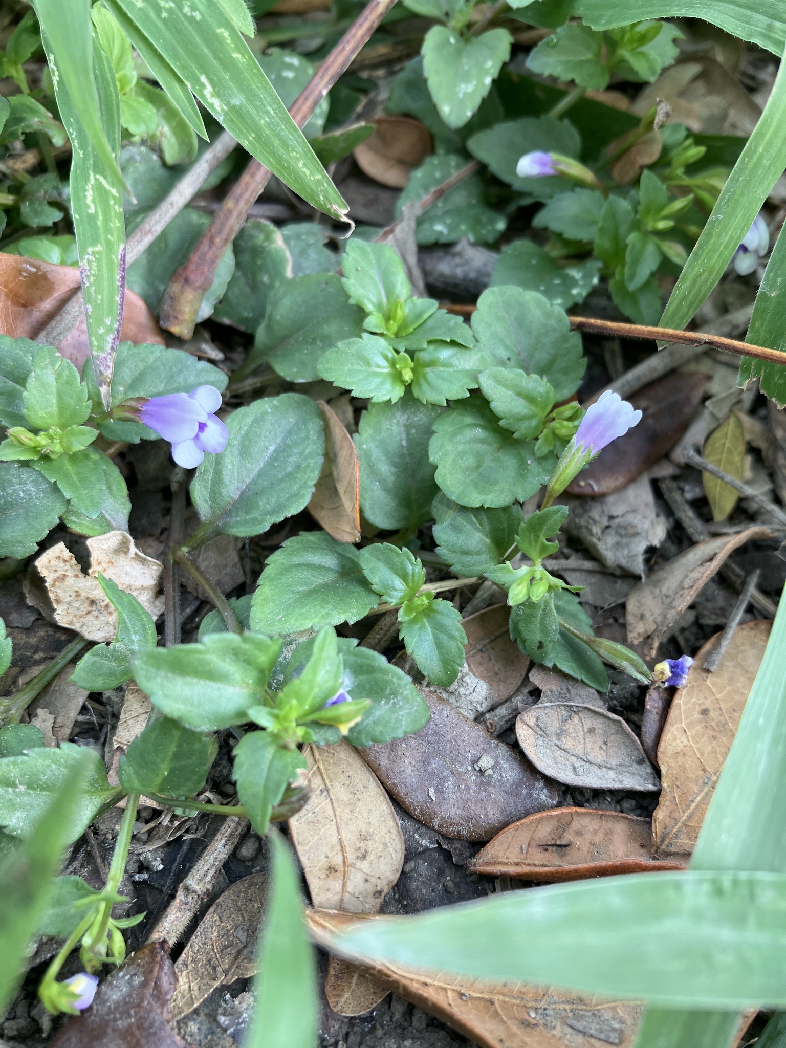 Imagem de Torenia