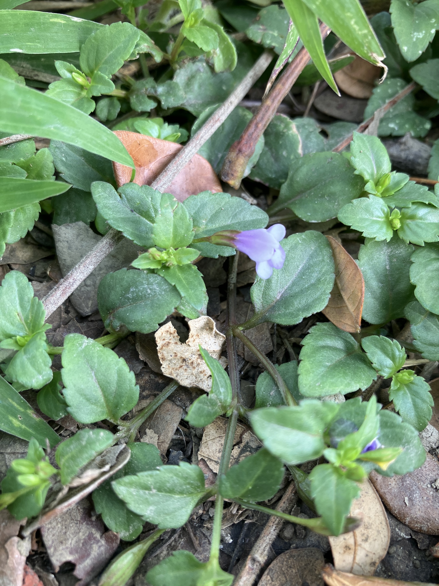 Imagem de Torenia