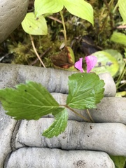 Rubus arcticus acaulis