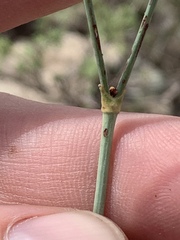 Eriogonum havardii