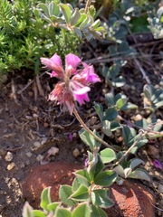 Indigofera mauritanica