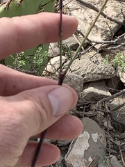 Eriogonum havardii