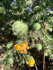 Aspalathus chenopoda