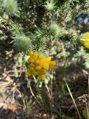 Aspalathus chenopoda