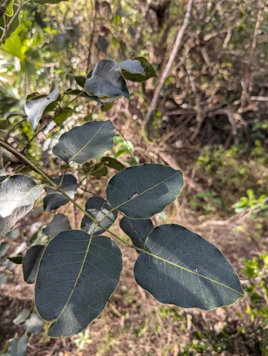 Foto de Maçaranduba