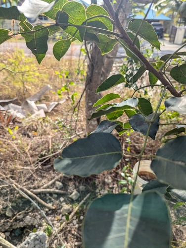 Foto de Maçaranduba