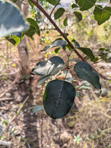 Foto de Maçaranduba