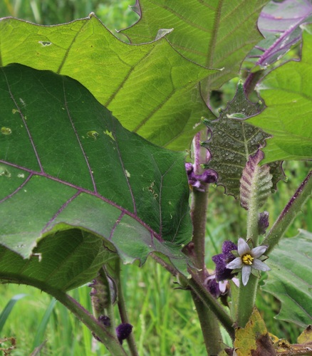 Foto de Naranjilla