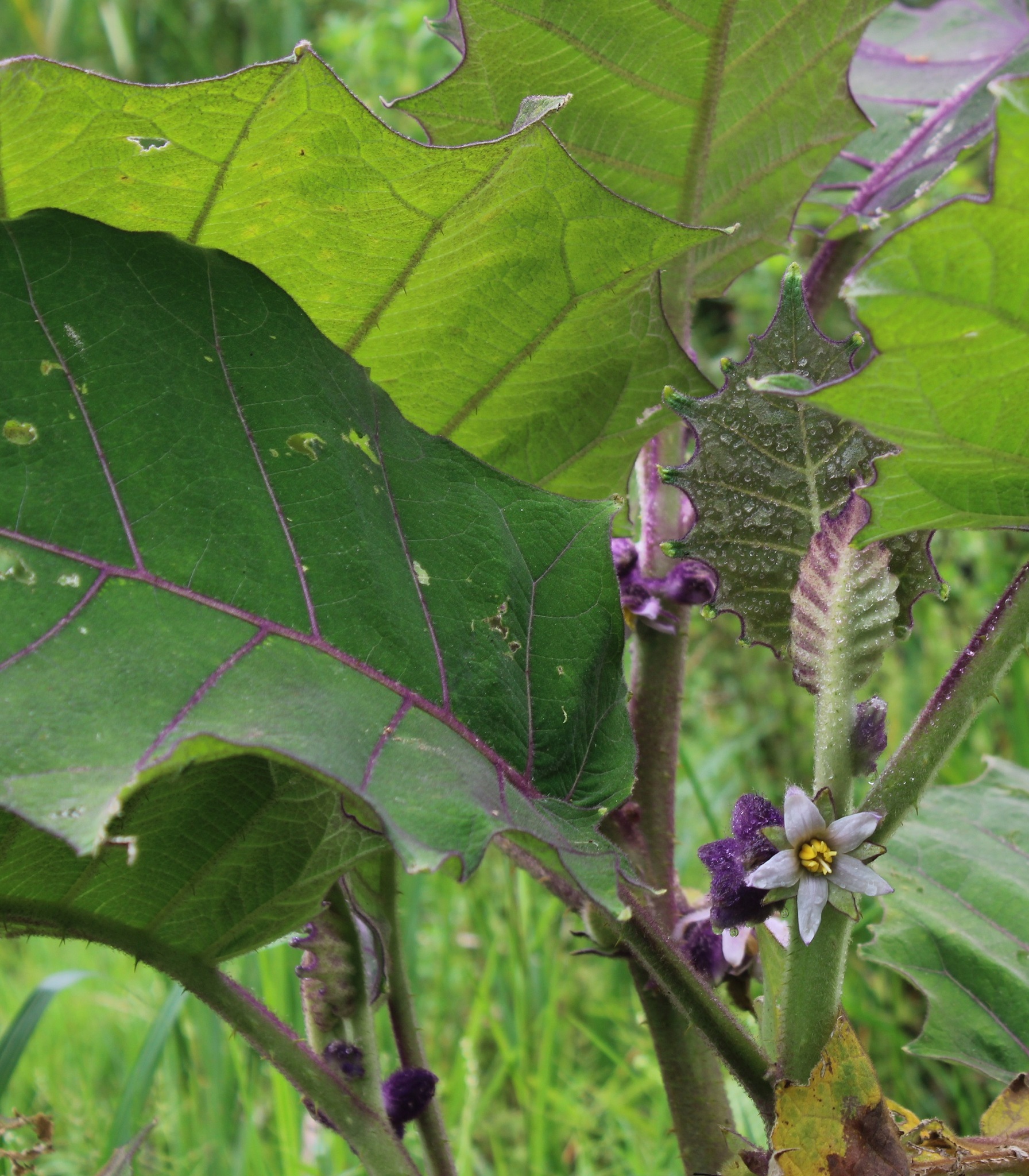 Imagem de Naranjilla