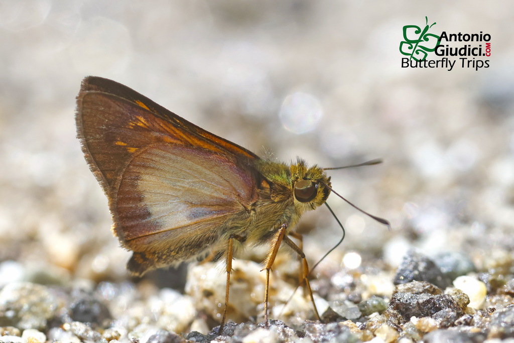 Telicota brandti (Telicota brandti)