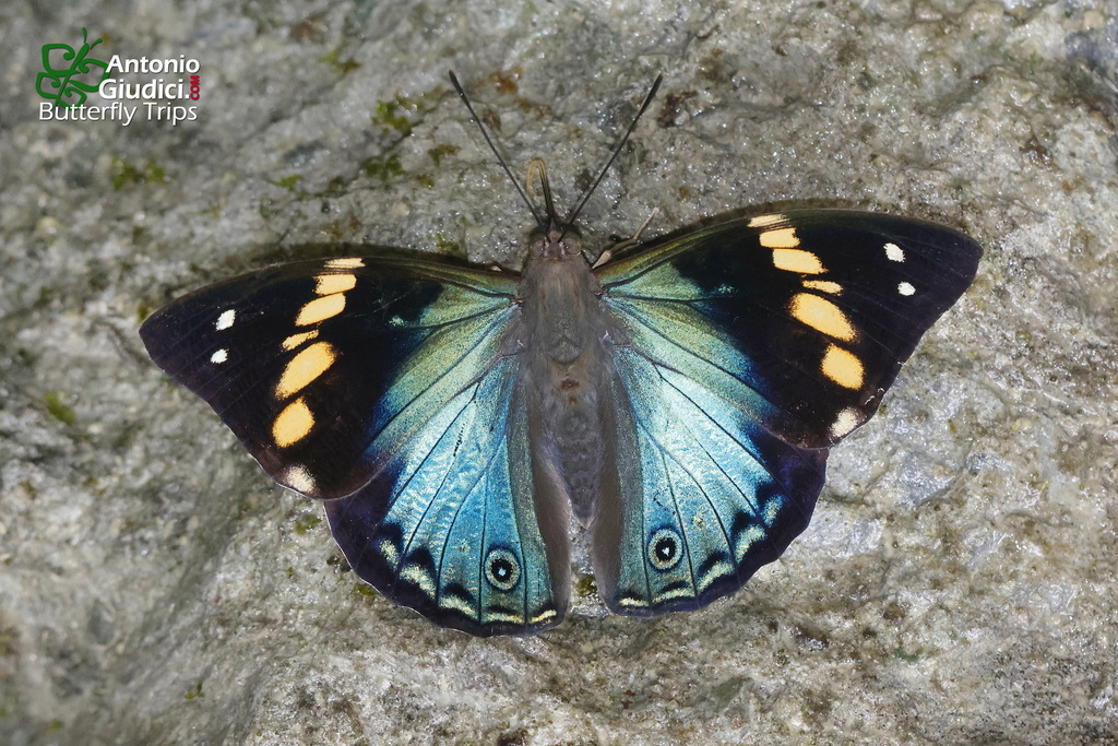 Apaturina