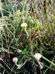Othonna digitata