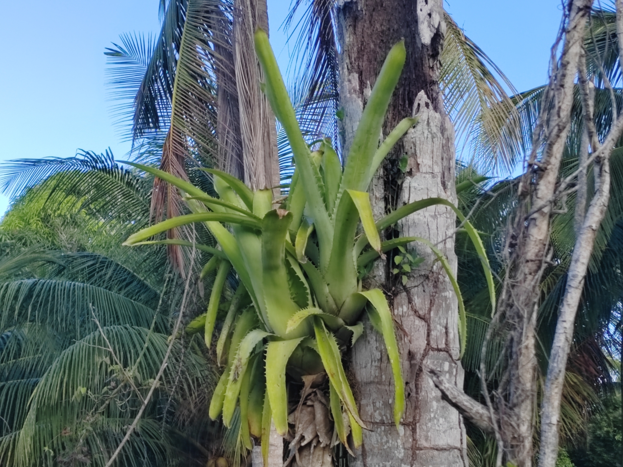 Imagem de Gravatá-de-fogo