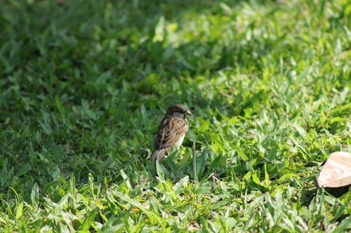 House Sparrow photographed in Hawaii