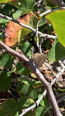 Callophrys augustinus