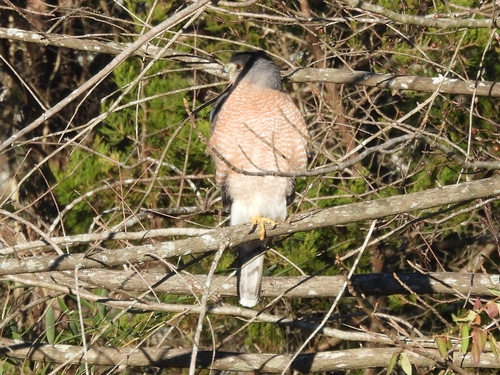 Cooper's Hawk photographed in South Carolina