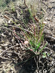 Othonna digitata