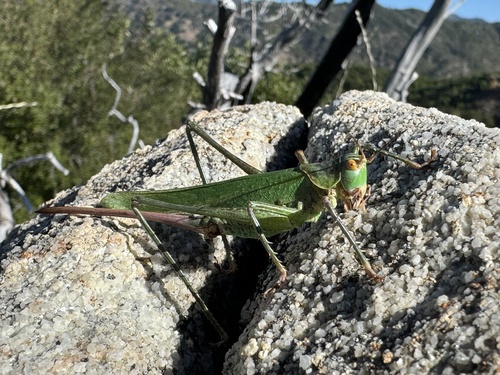 Capnobotes granti