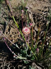 Othonna digitata