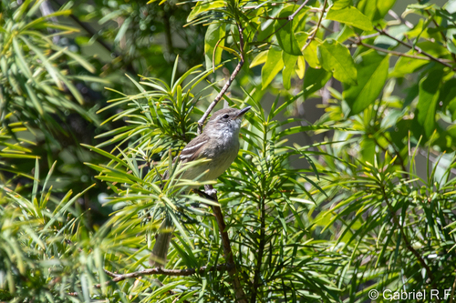 Mouse-colored Tyrannulet (Nesotriccus murinus), photo 5