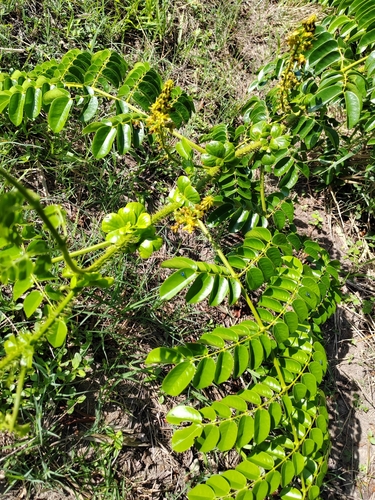 Foto de Mucunã-de-caroço