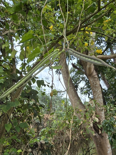 Foto de Cuandu