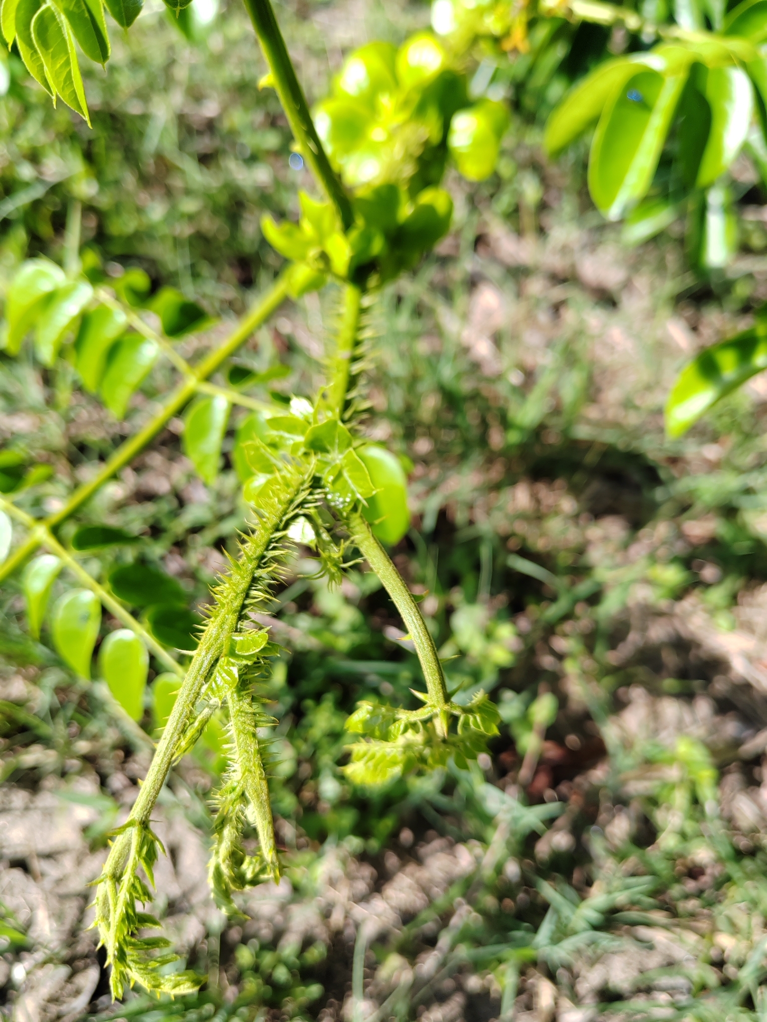 Imagem de Mucunã-de-caroço