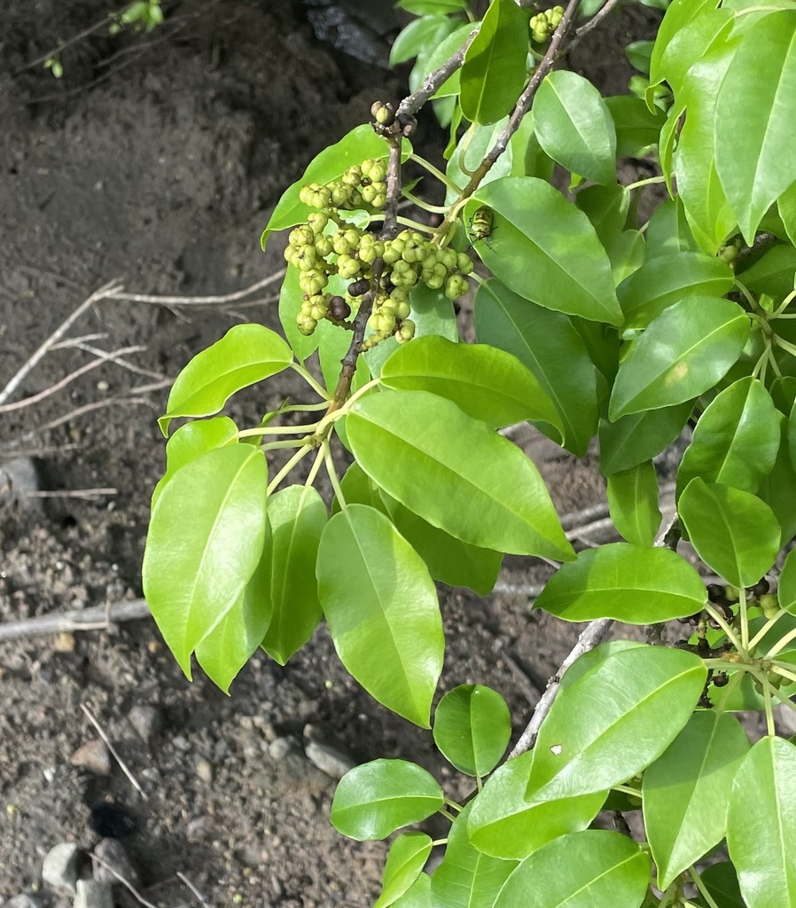 Buta-buta (Excoecaria agallocha)