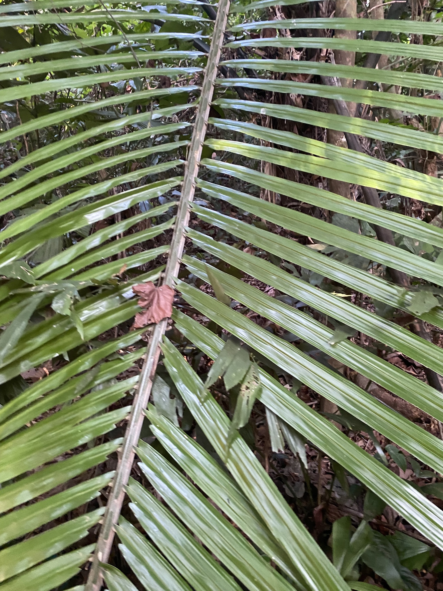 Arenga westerhoutii (Arenga westerhoutii)
