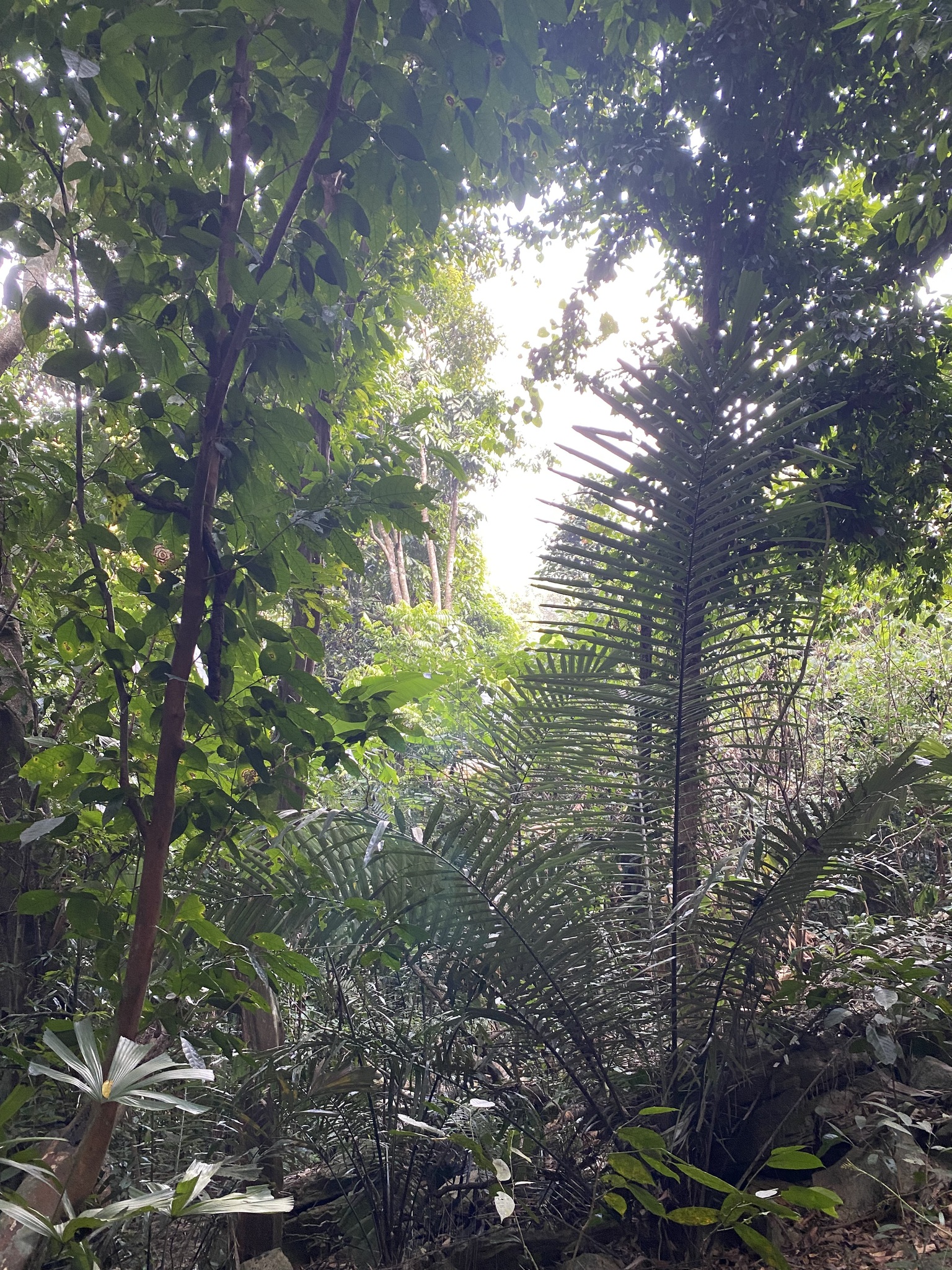 Arenga westerhoutii — ảnh 3