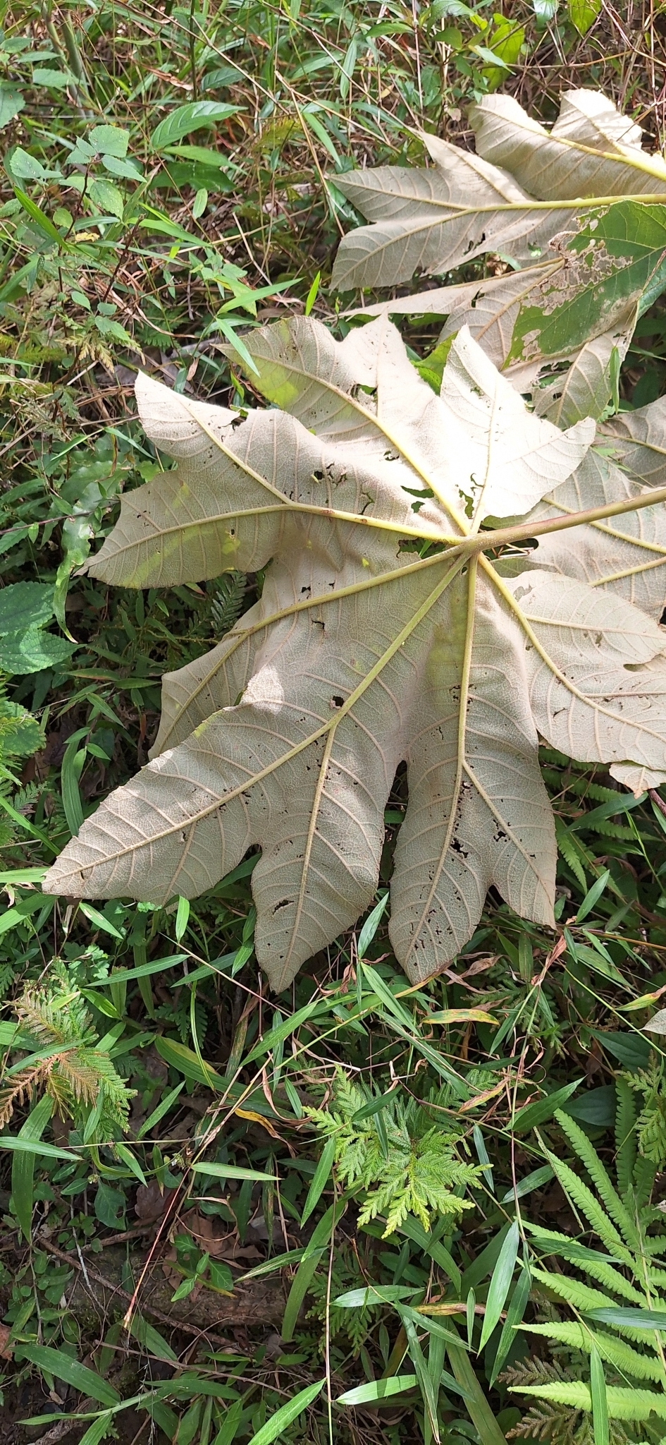 Imagem de Planta do Papel Arroz