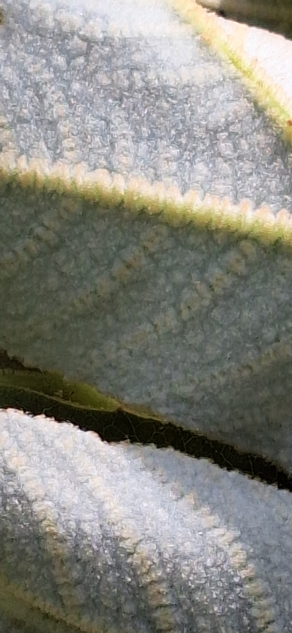 Imagem de Planta do Papel Arroz