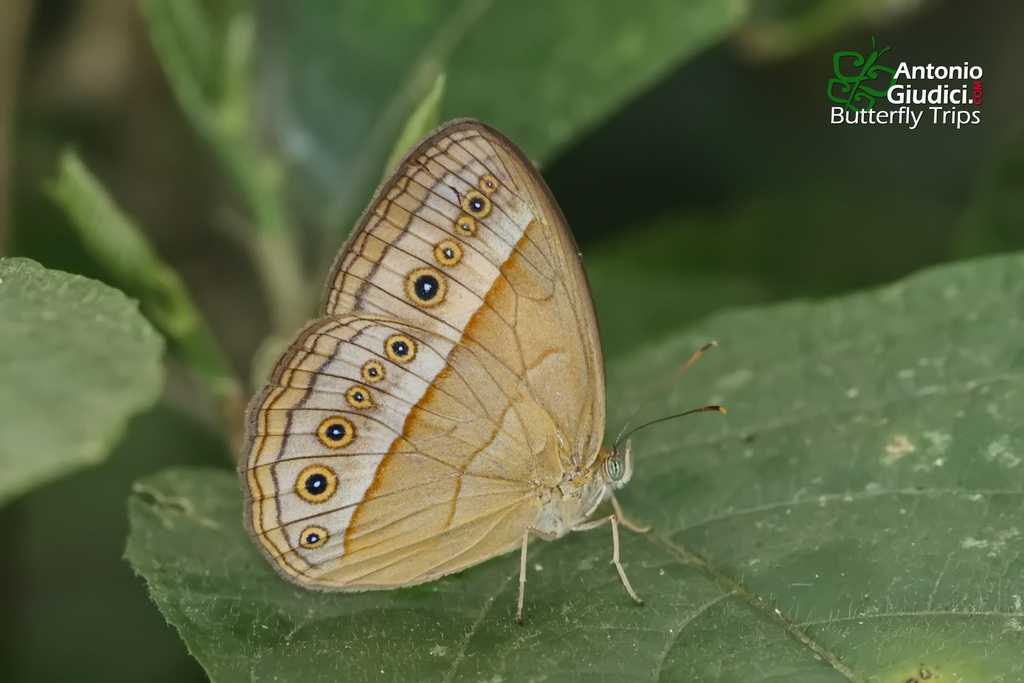 Mycalesis nerida (Mycalesis nerida)