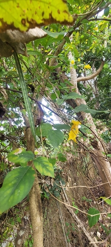 Foto de Cuandu