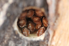 Cephalotes umbraculatus