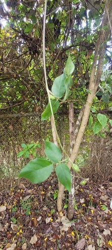 Foto de Cuandu
